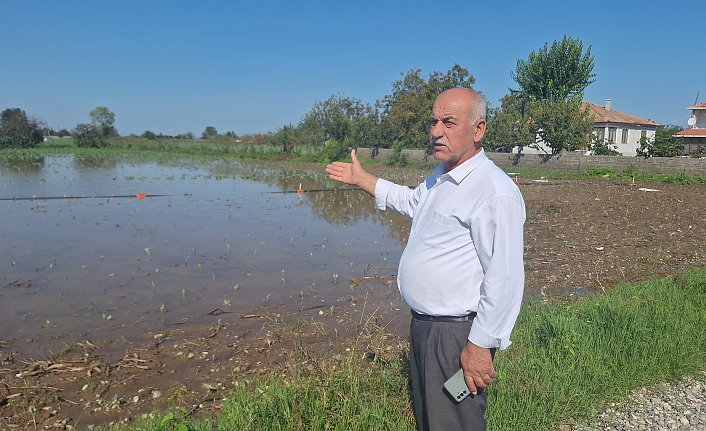 Bafra Ovası'nda tarım arazileri aşırı yağıştan zarar gördü