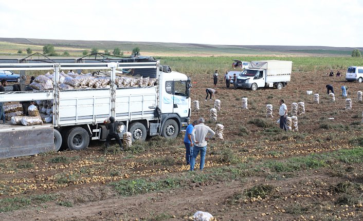 Çorum'da bir üretici, tüccarın “küçük“ diye almadığı patatesleri ücretsiz dağıttı