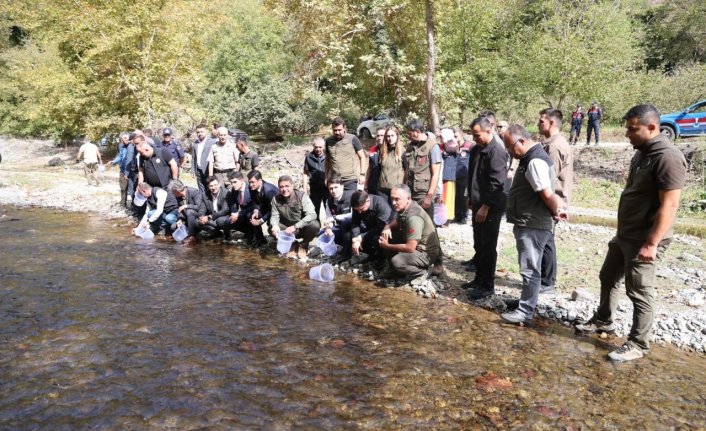 Düzce'de derelere 15 bin alabalık yavrusu bırakıldı