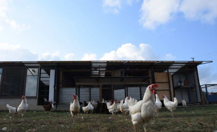 Emekli uzman çavuşun hayvan sevgisi çiftlik kurdurdu