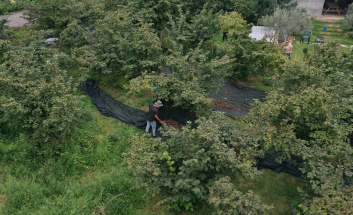 Fındık hasadında sona gelinirken “file örtüler“ toplanıyor