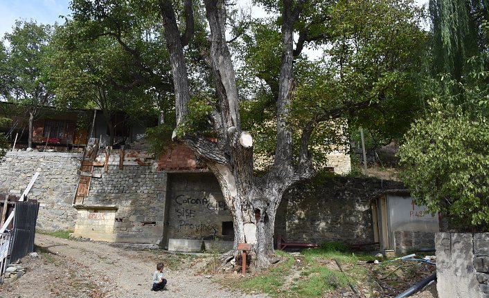 Gümüşhane'de anıt ağaç yaklaşık 580 yıldır görkemiyle ayakta