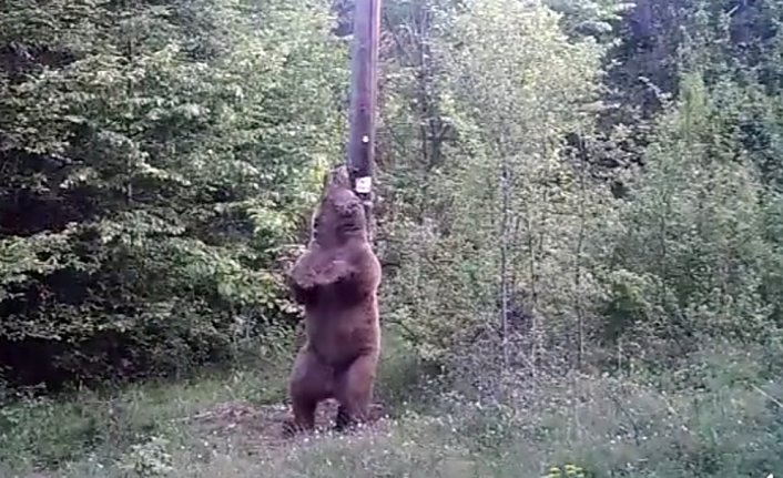 Küre Dağları'nda bozayı fotokapanla görüntülendi