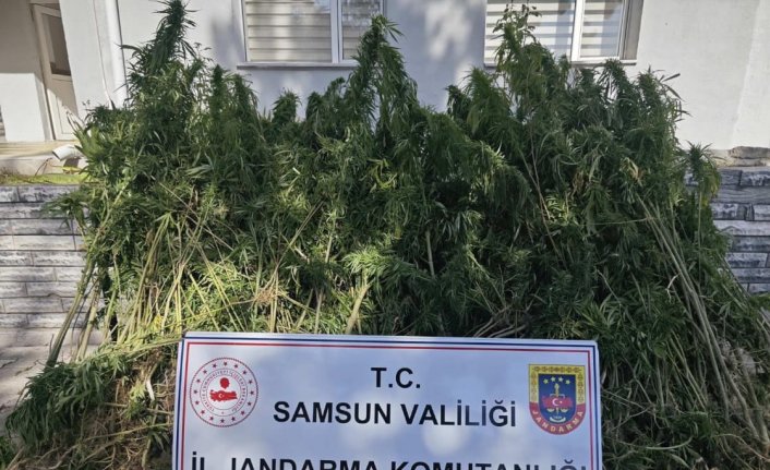 Samsun’da jandarma 728 kök kenevir ele geçirdi