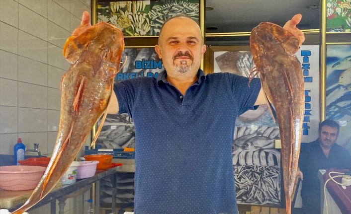 Sinop'ta 4 kilogramlık kırlangıç balığı avlandı