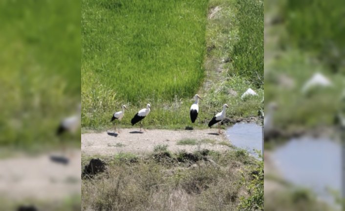 Sinop'ta tedavisi tamamlanan leylek yavruları doğaya salındı