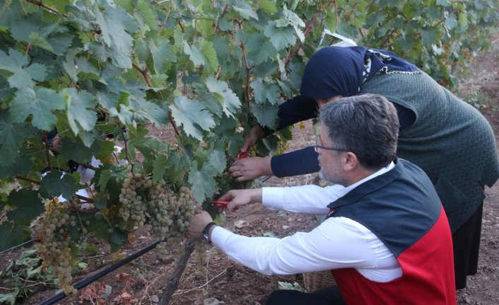 Tarım ve Orman Bakanı Yumaklı, Tokat'ta üzüm hasadı yaptı: