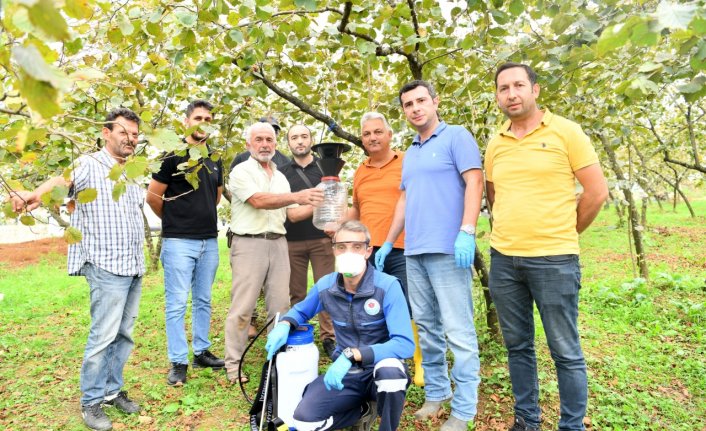 Trabzon'da belediye ekipleri kahverengi kokarcayla mücadeleye destek veriyor