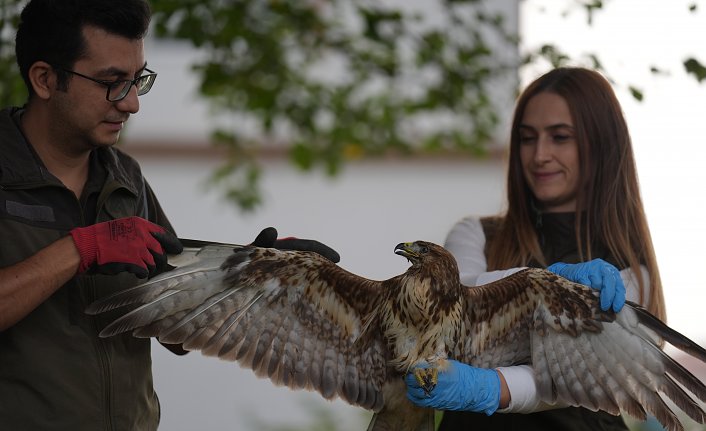 Uzman ellerde iyileştirilen kızıl şahin göç yolculuğuna devam edecek