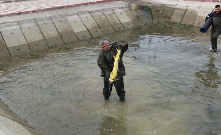 Amasya'da yetiştirilen balıklar 201 su kaynağındaki popülasyona destek veriyor