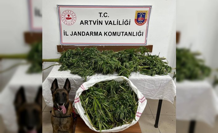 Artvin'de uyuşturucu operasyonunda 1 şüpheli tutuklandı