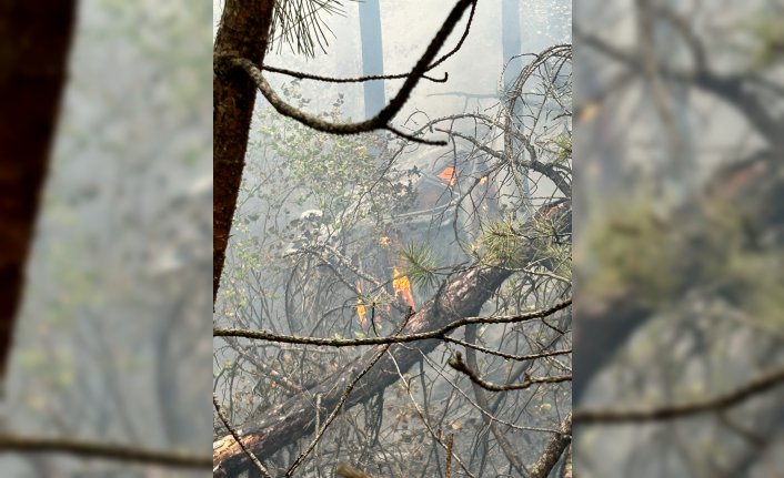 Bolu'da ağaçlık alana devrildikten sonra yanan otomobildeki 2 kişi öldü