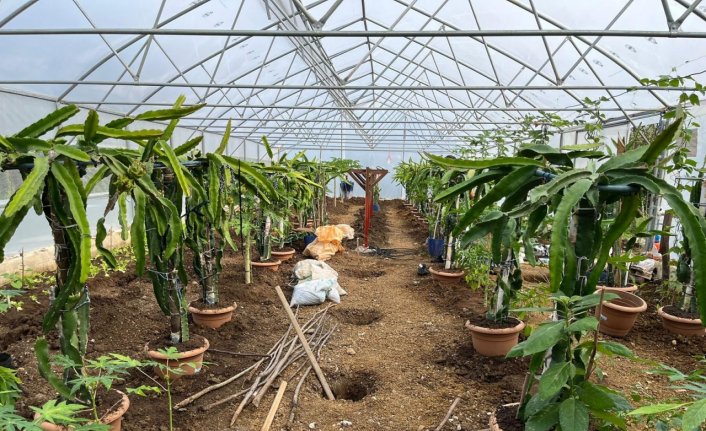 Giresun'da ejder meyvesi ve papaya yetiştiriciliği deneme çalışması yapılıyor