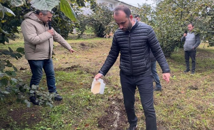 Giresun'da fındık üreticilerine modern yetiştiricilik yöntemleri öğretiliyor