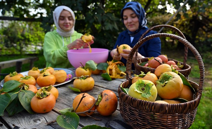 Kahverengi kokarcanın etkilediği “Trabzon hurması“nda hasat dönemi başladı