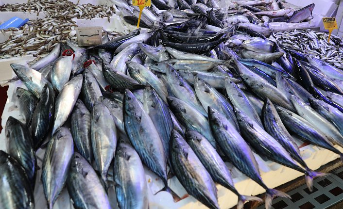 Karadeniz'de yağlanan ve büyüyen palamut yüz güldürdü