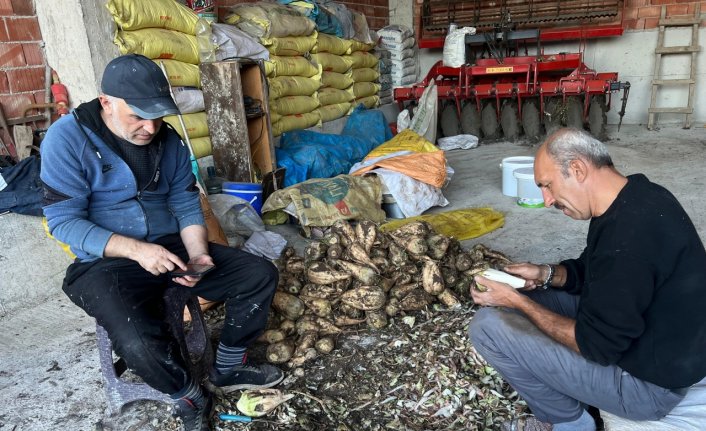 Kavak'ta şeker pancarı pekmezi mesaisi başladı