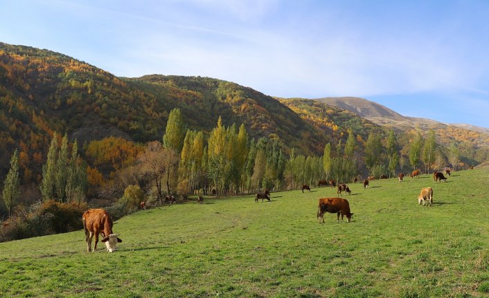 Kop Dağı'ndaki vadilerde sonbahar güzelliği yaşanıyor