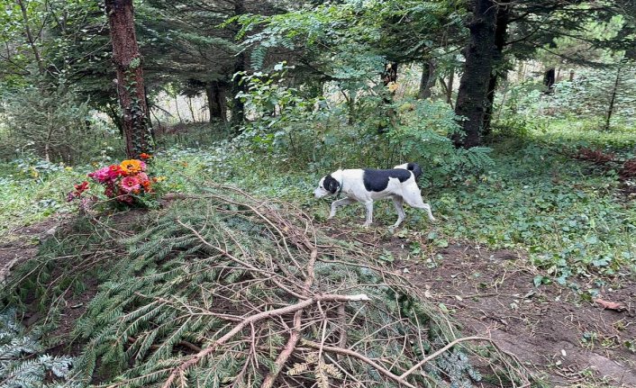 Ordu'da “Teo“ isimli köpek sahibinin mezarı başında bekliyor