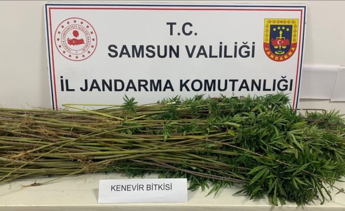 Samsun'da 285 kök kenevir bitkisi ele geçirildi