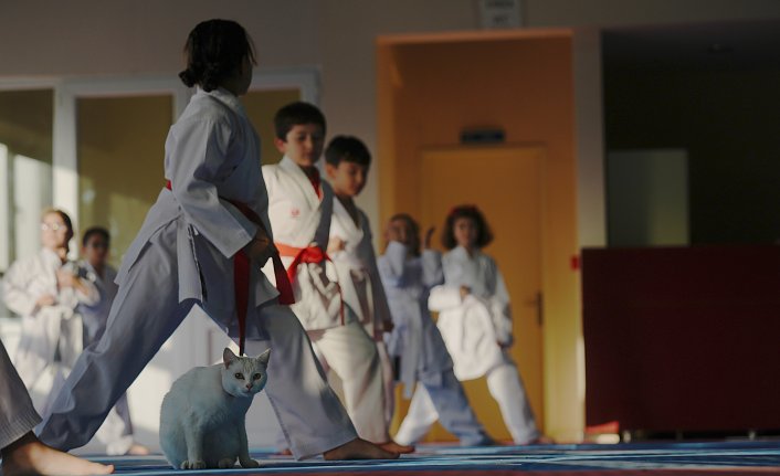 Sevimli kedi “Karate Cat“ antrenmanların neşe kaynağı oldu