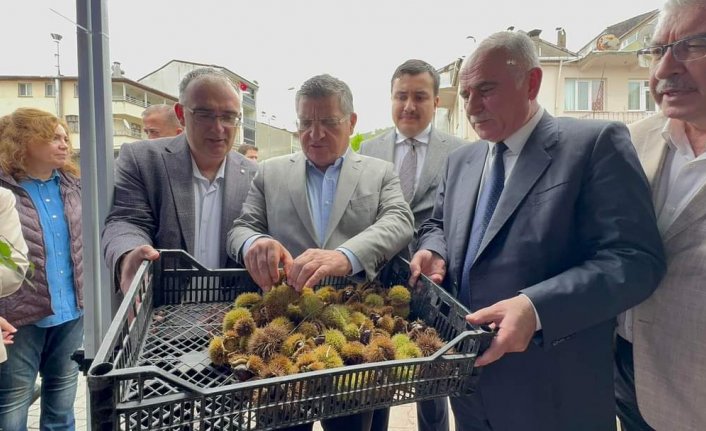 Sinop'ta Kestane Festivali düzenlendi