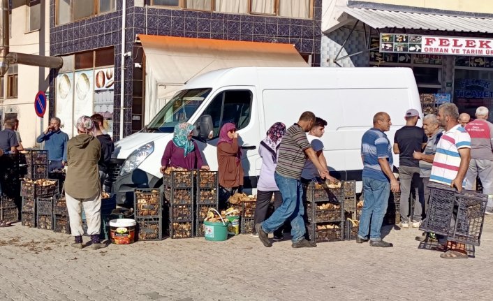 Sinop'ta ormanlarda doğal yetişen mantarların toplanmasına başlandı