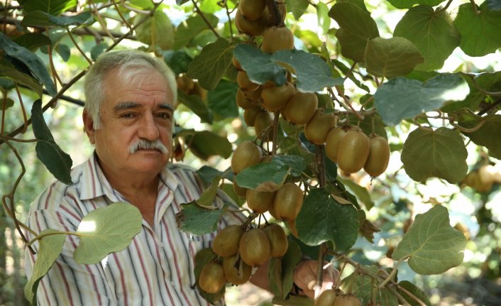 Tescilli Ordu kivisinin hasadına yaklaşık 15 gün sonra başlanacak