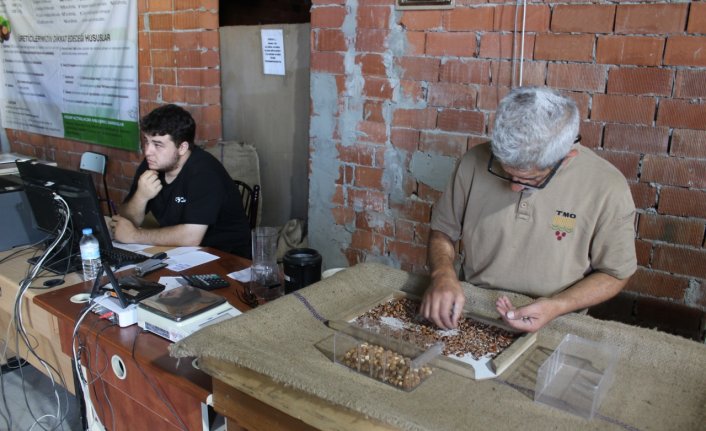 Tokat'ta çiftçi fındıktan yüksek verim aldı