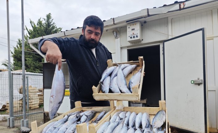 Yakakent'te 75 liradan satılan palamut ilgi gördü