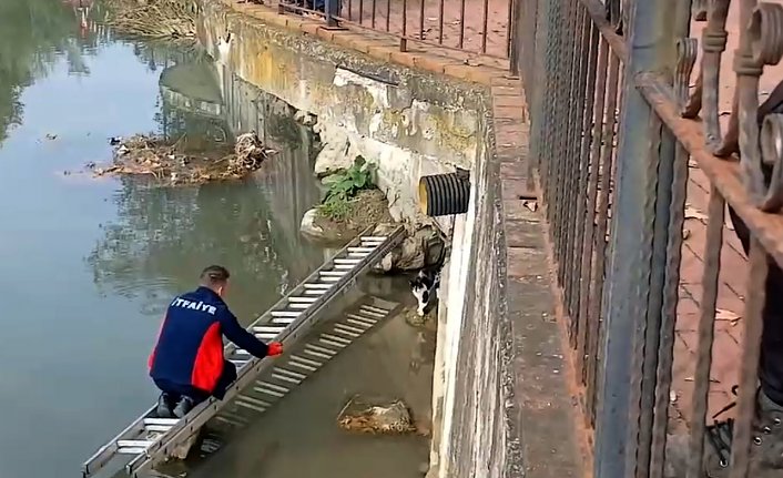 Zonguldak'ta çayda mahsur kalan kedi itfaiye merdiveniyle kurtarıldı