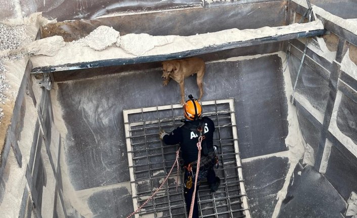 Amasya'da kum silosunda mahsur kalan köpek AFAD tarafından kurtarıldı