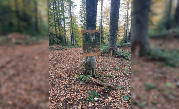 Bartın'da aynada kendini gören ayının tepkisi fotokapan tarafından kaydedildi