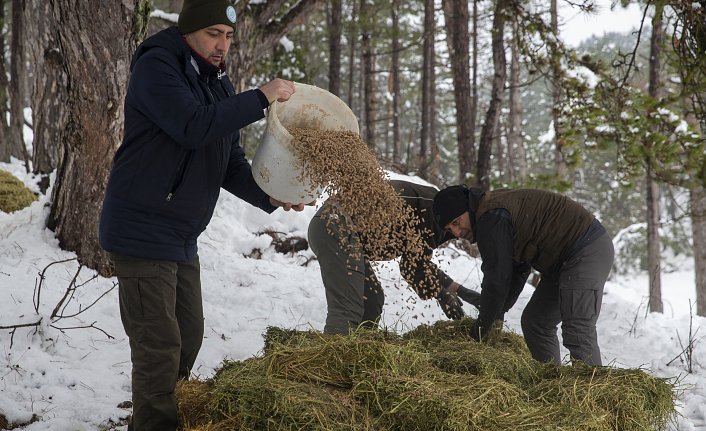 Bolu'da yılkı atları için karla kaplı arazilere yem bırakıldı