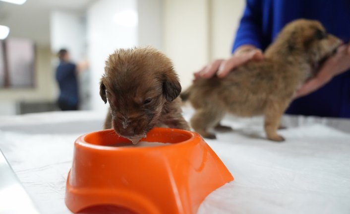 Düzce'de donmak üzereyken bulunan köpek yavrularına “sıcak yuva“ aranıyor