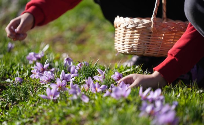 Düzce'de öğrenciler tıbbi ve aromatik bitki yetiştiriciliğini yerinde öğreniyor