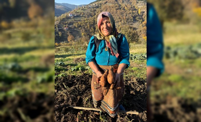 Giresun'da tatlı patatesin çiftçiye yeni gelir kaynağı olması hedefleniyor