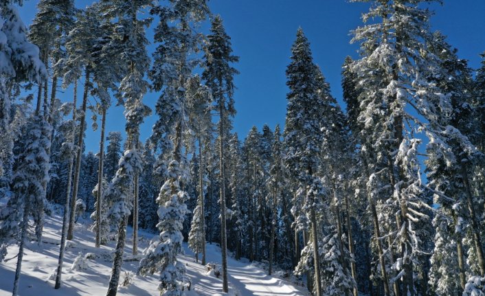 Ilgaz Dağı'nda karla kaplı ormanlara güneş eşlik etti