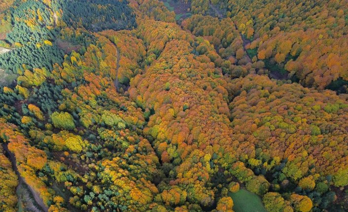 Kastamonu ormanlarında sonbaharın renkleri hakim