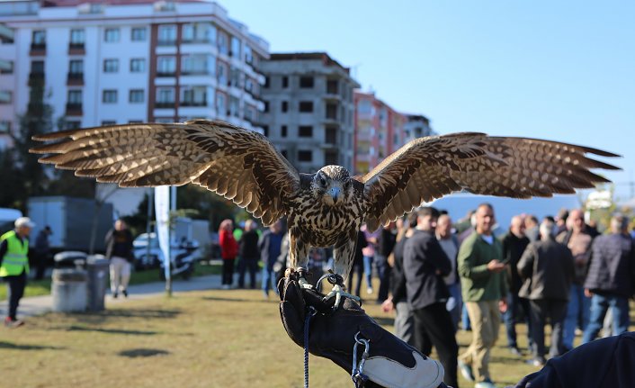 Rize'de atmaca güzellik ve beceri yarışması düzenlendi