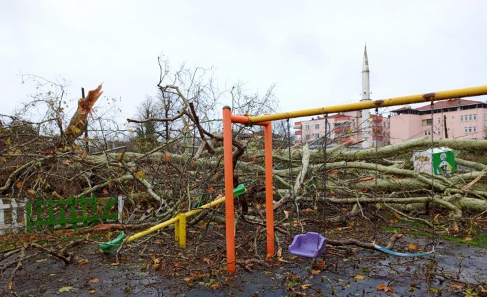 Samsun'da şiddetli rüzgarda 650 yıllık anıt ağaç devrildi