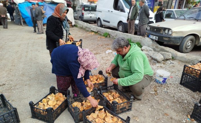 Sinop'ta toplanan mantarlar Türkiye'nin farklı kentlerine gönderiliyor