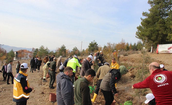 Taşova ve Hamamözü'nde Milli Ağaçlandırma Günü'nde fidan dikildi