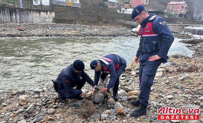 Giresun'da dere yatağından kurtarılan yaralı karaca koruma altına alındı