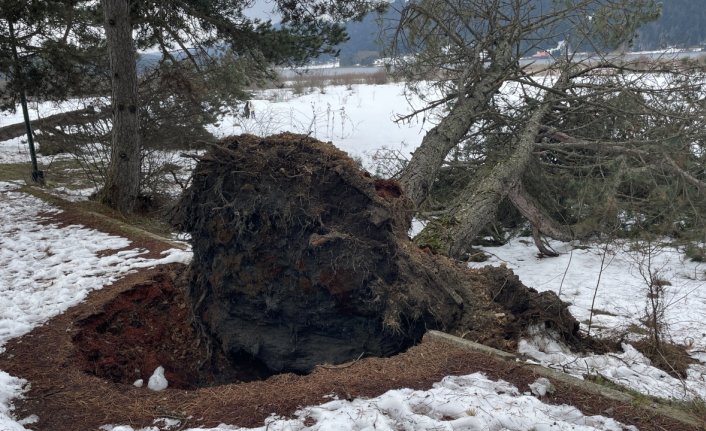 Kuvvetli rüzgar Abant'taki bazı ağaçları devirdi