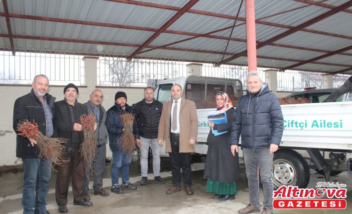 Pazar ilçesinde üreticilere asma ve ceviz fidanı dağıtıldı