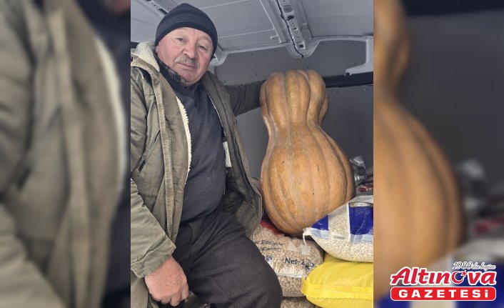 Sinop'ta yetiştirilen 55 kilogramlık bal kabağı pazarda satışa sunuldu