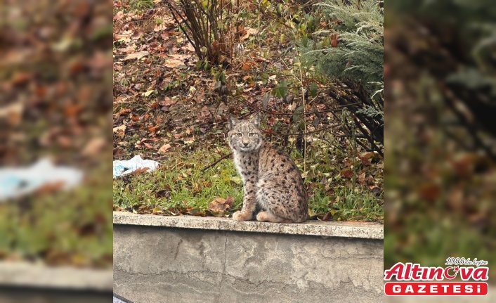 Tokat'ta üniversite kampüsünde vaşak görüldü