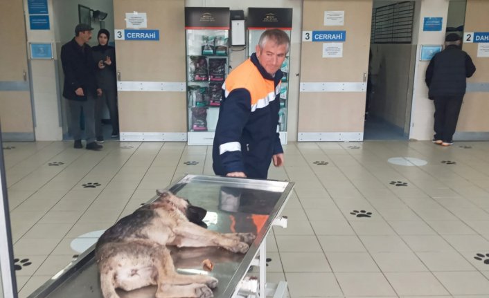 Yakakent Belediyesi çalışanları kazada yaralanan köpeği hayvan hastanesine götürdü