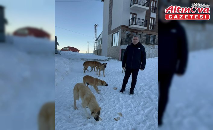 Bektaş Yaylasındaki sahipsiz köpeklere yiyecek desteği